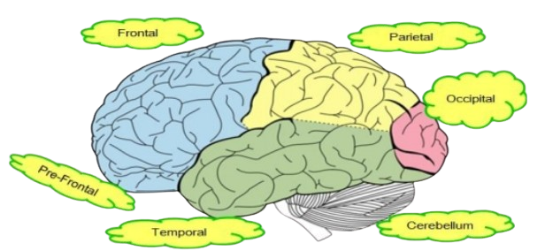Brain Lobes